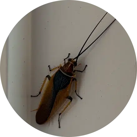 Cockroach