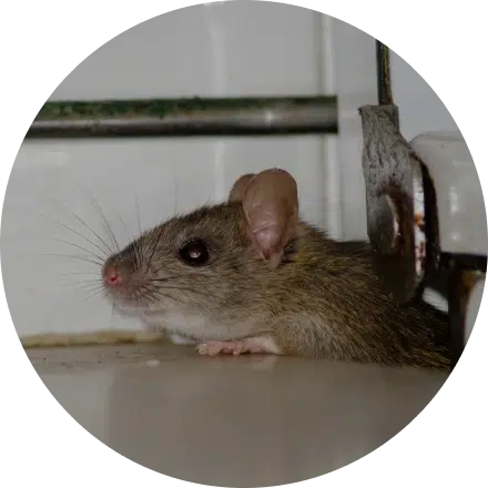 Rodent Treatment