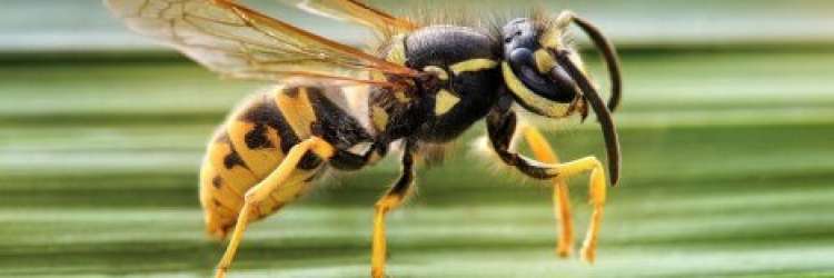 wasp-removal-img